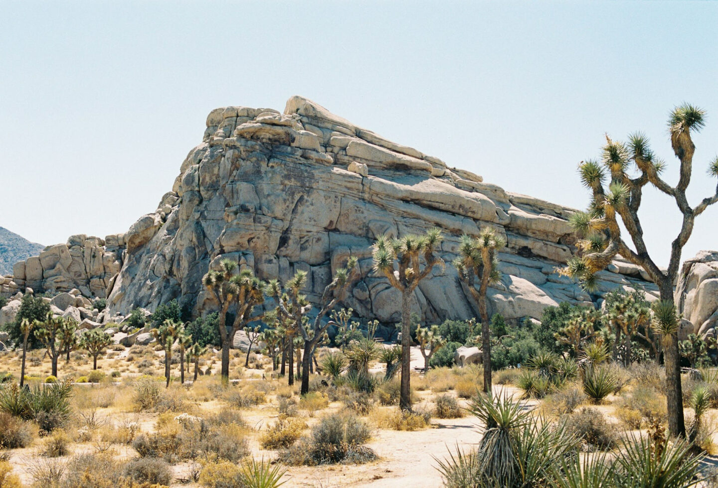 A Weekend Guide to Visiting Joshua Tree